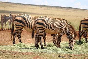 Rhino and Lion Nature Reserve, Krugersdorp, South Africa.