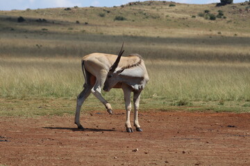 Rhino and Lion Nature Reserve, Krugersdorp, South Africa.