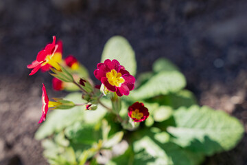 Beautiful colorful flowers on plants and shrubs. Color compositions and bouquets of different shapes, sizes and varieties with green leaves. Inflorescences close-up