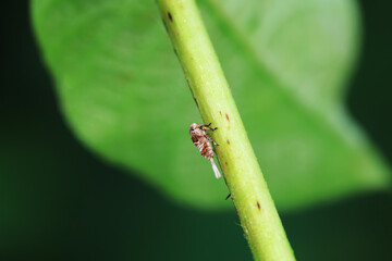 Wax cicada nymphs live on wild plants in North China