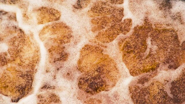 Beer Wort in a Vat. Seething aeration of a beer-like beverage. Chaotic mixing of liquid, bubbles and foam