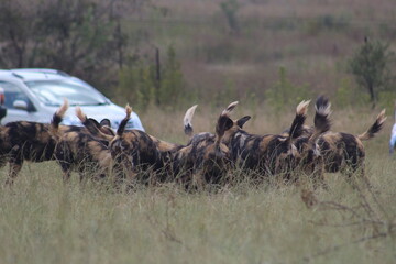 Rhino and Lion Nature Reserve, Krugersdorp, South Africa.