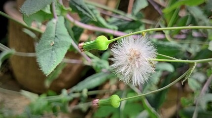 white flowers on wild growing green plants