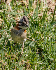 A little sparrow looking for seeds on a lawn