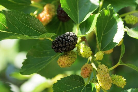 black and green mulberries on a tree branch with leaves in a summer garden