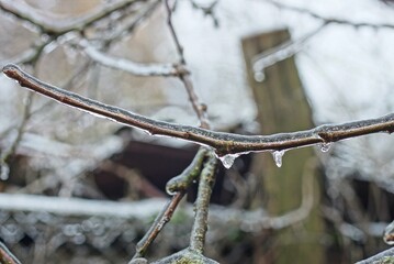 one long brown icy branch of a tree in white ice in a winter garden