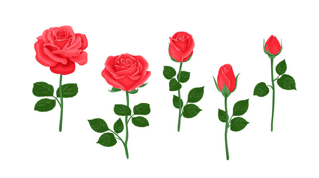 Red roses set. Beautiful flowers of different shapes, buds and blooming isolated on white background. Vector floral illustration in cartoon flat style.