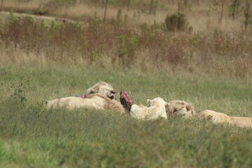 Rhino and Lion Nature Reserve, Krugersdorp, South Africa.