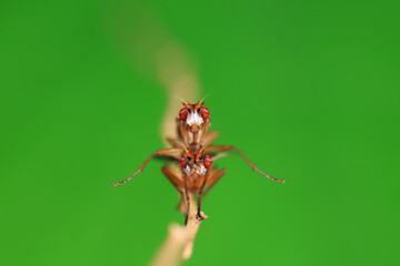 Flies on plants in the nature, North China Plain