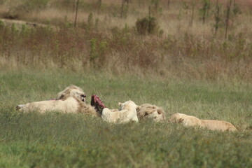 Rhino and Lion Nature Reserve, Krugersdorp, South Africa.