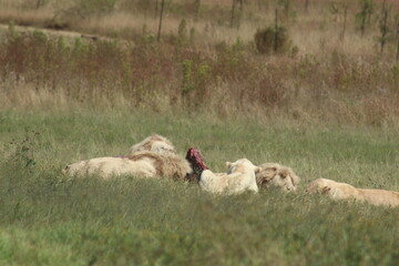 Rhino and Lion Nature Reserve, Krugersdorp, South Africa.