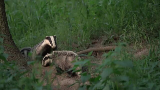 European badgers are playing near the burrow. Small badger during springtime.  Fun with badgers. European wildlife nature. 