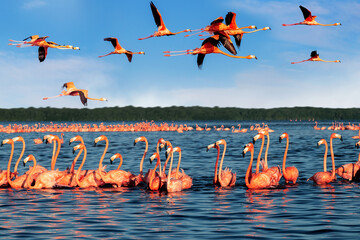 Pink beautiful flamingos in a beautiful blue lagoon. Mexico. Celestun national park.