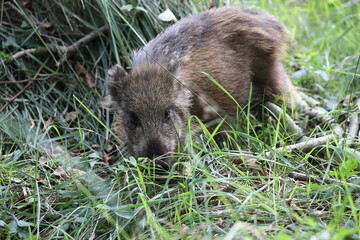 Wild Boar (Sus scrofa)  Western Pomerania Lagoon Area National Park