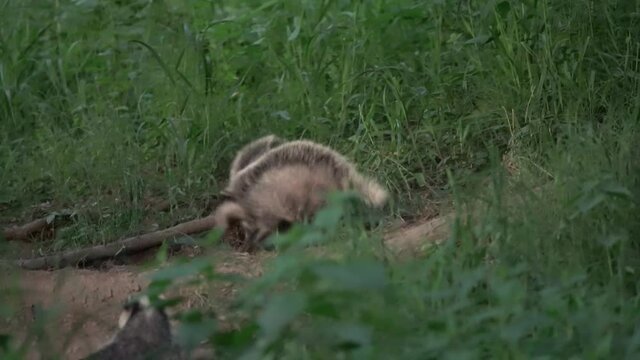 European badgers are playing near the burrow. Small badger during springtime.  Fun with badgers. European wildlife nature. 