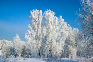 Birch grove under the purple sky. Wonderful winter landscape.