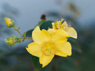 Großblütiges Johanniskraut, Niedriges Johanniskraut mit sonnengelben Blüten (Hypericum calycinum)