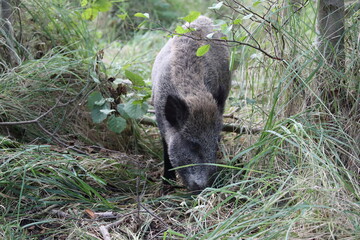 Wild Boar (Sus scrofa)  Western Pomerania Lagoon Area National Park