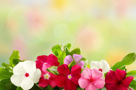 Beautiful vinka rosea flowers in blur bokeh background