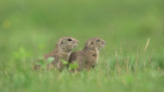 Ground squirrels are alerted near the burrow. Small rodent on the meadow. Squirrel check surround. Europe nature. 