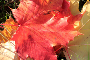 Buntes Hebstlaub in den Waeldern von Thueringen.. Deutschland, Europa   --  
Colorful autumn leaves in the woods. Germany, Europe