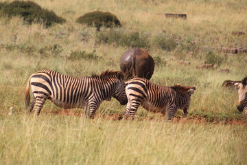 Rhino and Lion Nature Reserve, Krugersdorp, South Africa.