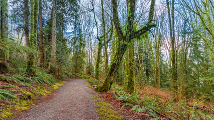 Fototapeta na wymiar BC hiking trail in winter