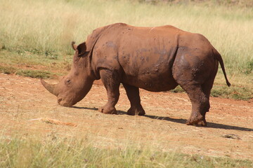 Fototapeta premium Rhino and Lion Nature Reserve, Krugersdorp, South Africa.