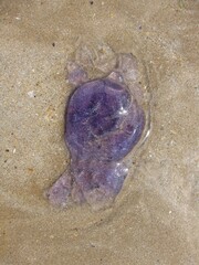 Purple jellyfish washed up on the sand