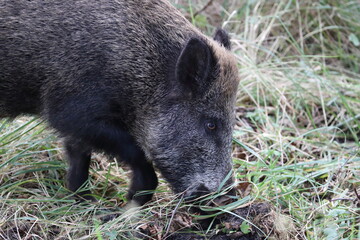 Wild Boar (Sus scrofa)  Western Pomerania Lagoon Area National Park