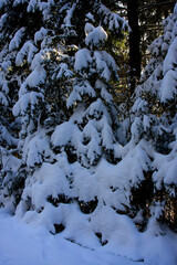 Winterwald in Deutschland. Thüringen, Deutschland, Europa  -- 
Winter forest in Germany. Thuringia, Germany, Europe