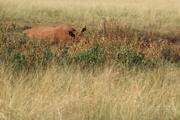Rhino and Lion Nature Reserve, Krugersdorp, South Africa.