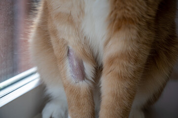 Domestic ginger cat with shaved front leg to enable fluid therapy at veterinary clinic