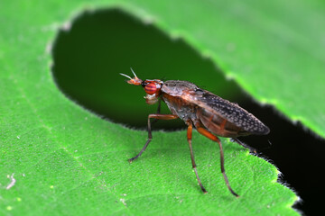 Flies on plants in the nature, North China Plain