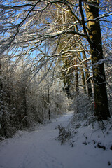 Winterwald in Deutschland. Thüringen, Deutschland, Europa  -- 
Winter forest in Germany. Thuringia, Germany, Europe