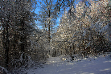 Winterwald in Deutschland. Thüringen, Deutschland, Europa  -- 
Winter forest in Germany. Thuringia, Germany, Europe