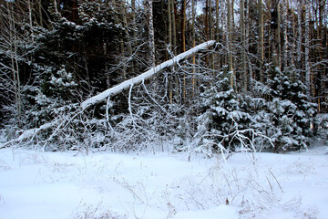 Broken tree in a thicket of the winter forest. Front view and dry snow covered grass on the foreground.