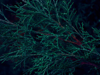 Green thuja tree branches background.