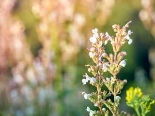 Fototapeta premium A summer meadow with beautyful flowers.