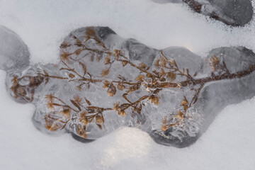 Ice rain series: light brown plant covered with ice close view