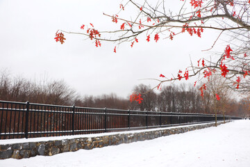 Winter in the park, December 2020