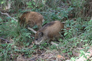 Wild Boar (Sus scrofa)  Western Pomerania Lagoon Area National Park