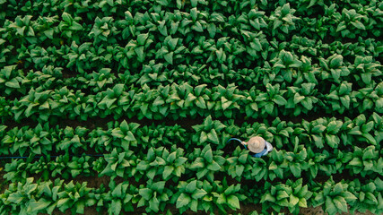 Top view of asian farmer standing in a tobacco farm at Nongkhai of Thailand, agriculture to industry