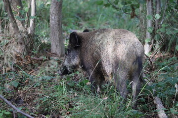 Wild Boar (Sus scrofa)  Western Pomerania Lagoon Area National Park