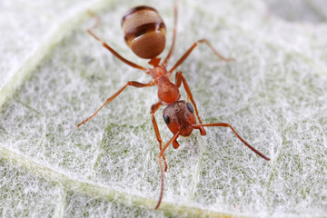 Ants on wild plants, North China