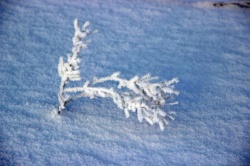Top view of a lone small Bush breaking through the deep snow.