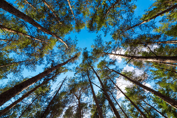 dense forest from the trunks of pine trees with green needles bottom up view on the blue sky, eco...