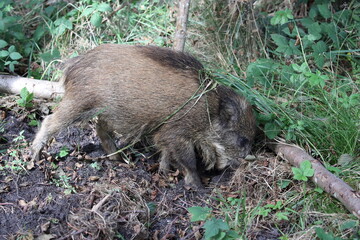 Wild Boar (Sus scrofa)  Western Pomerania Lagoon Area National Park