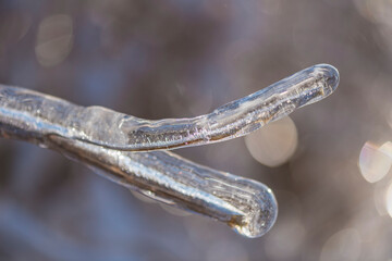 Ice rain series: upicicles on a branch close-up