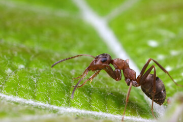 Ants on wild plants, North China